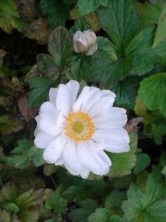 Anemoon (Anemone 'Whirlwind')