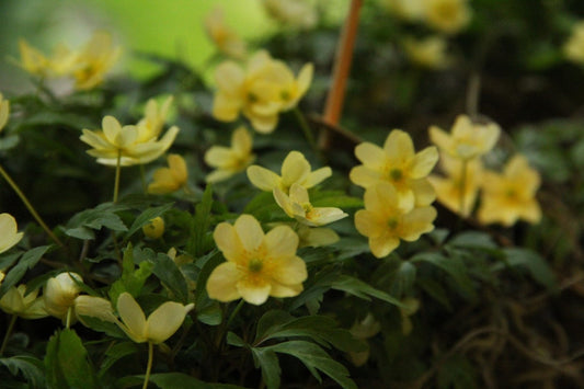  Anemoon (Anemone X Lipsiensis)
