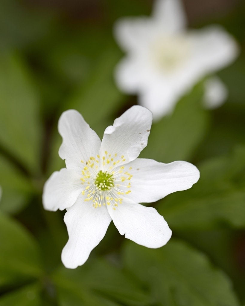  Anemoon (Anemone Nemorosa)
