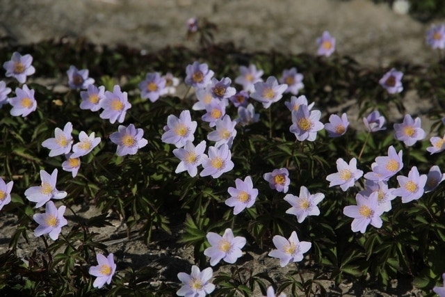  Anemoon (Anemone Nemorosa 'Robinsoniana') - Bloembol