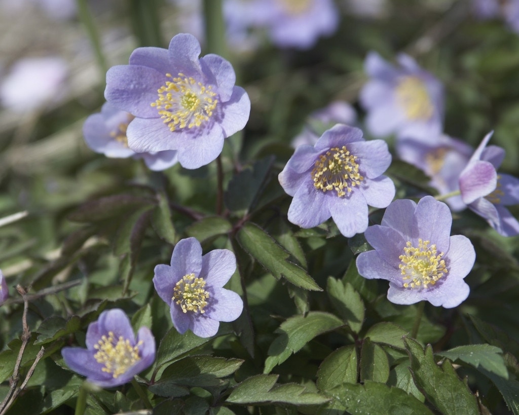  Anemoon (Anemone Nemorosa 'Robinsoniana') - Bloembol