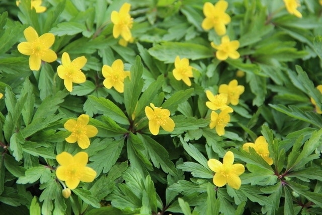  Anemoon (Anemone Ranunculoides)