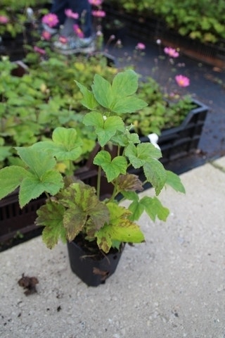  Anemoon (Anemone 'Whirlwind')