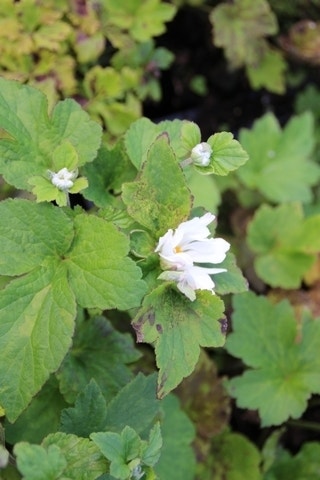  Anemoon (Anemone 'Whirlwind')