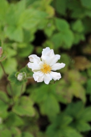  Anemoon (Anemone 'Whirlwind')