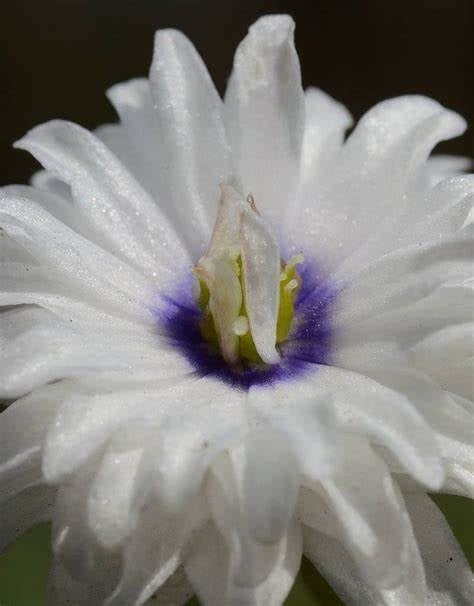  Anemoon (Anemone Nemorosa 'Blue Eyes')