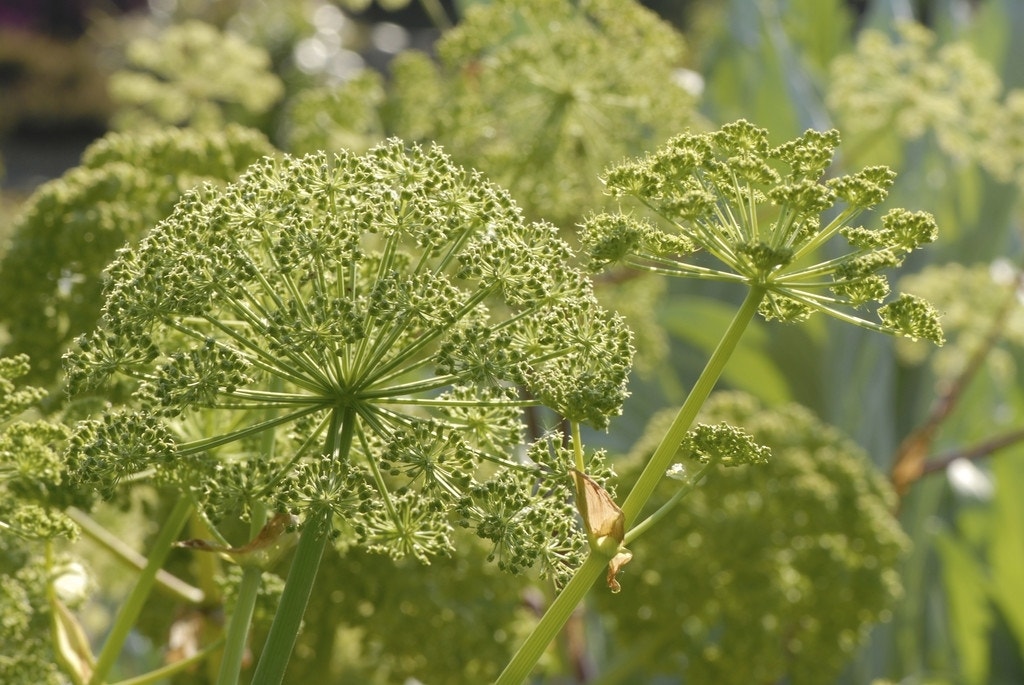  Engelwortel (Angelica Archangelica)