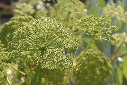  Engelwortel (Angelica Archangelica)