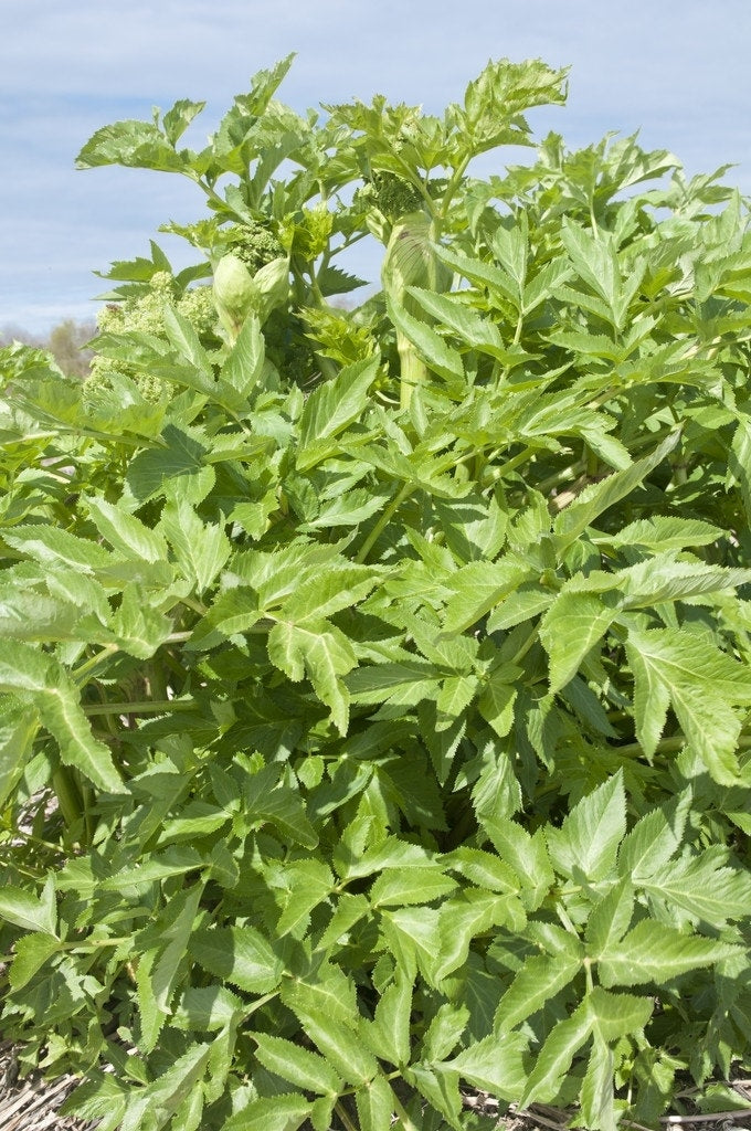  Engelwortel (Angelica Archangelica)