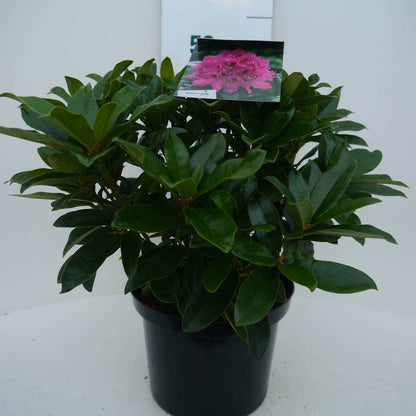  Rhododendron (Rhododendron 'Anah Kruschke')