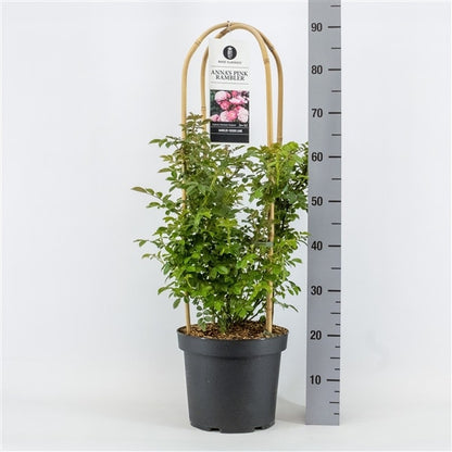  Klimroos (Rosa 'Anna's Pink Rambler')