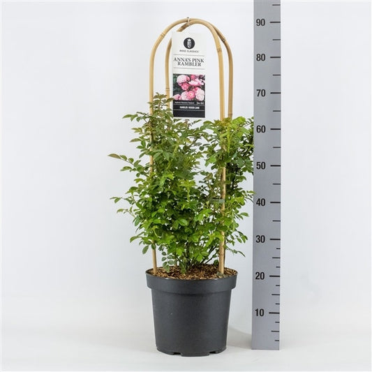  Klimroos (Rosa 'Anna's Pink Rambler')