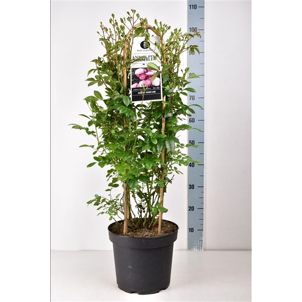  Klimroos (Rosa 'Anna's Pink Rambler')