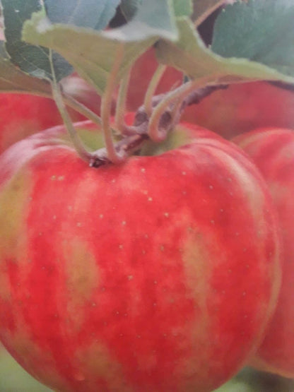  Lei-Appel (Malus Domestica 'Karneval')