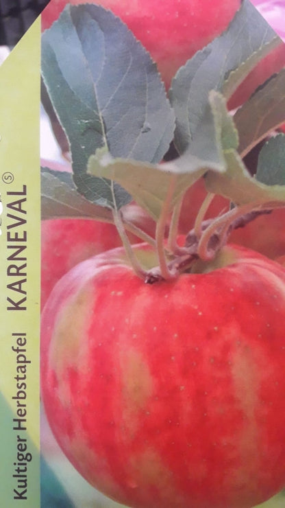  Appelboom (Malus Domestica 'Karneval')