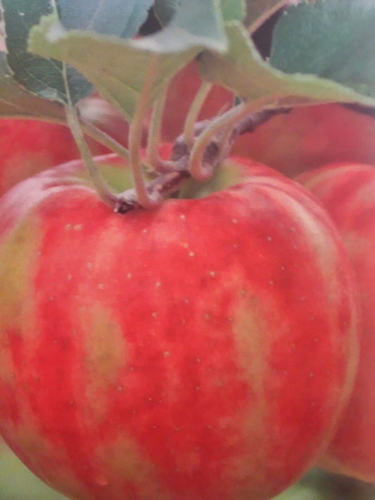  Appelboom (Malus Domestica 'Karneval')