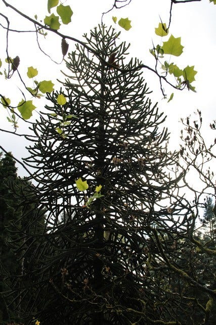  Apeboom (Araucaria Araucana)