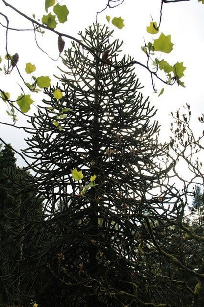  Apeboom (Araucaria Araucana)
