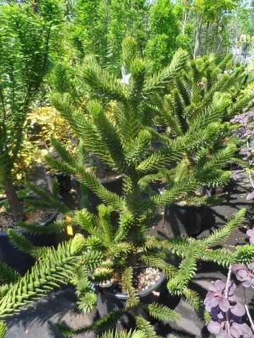  Apeboom (Araucaria Araucana)