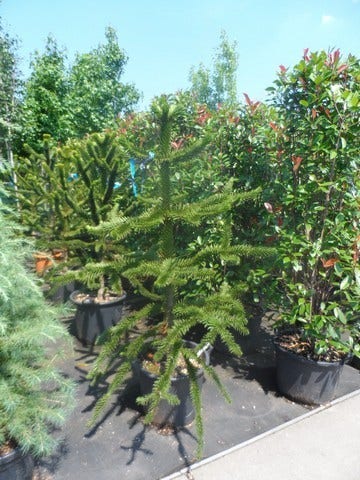  Apeboom (Araucaria Araucana)