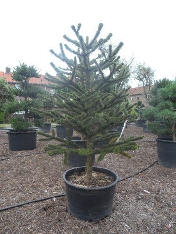  Apeboom (Araucaria Araucana)