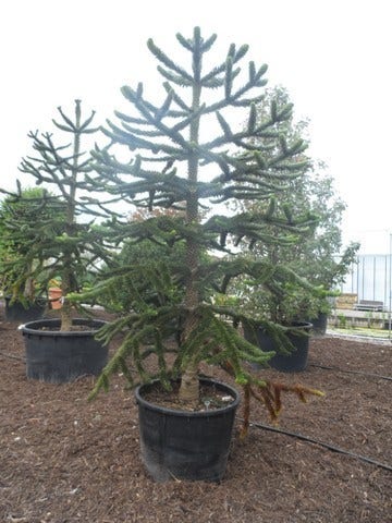  Apeboom (Araucaria Araucana)