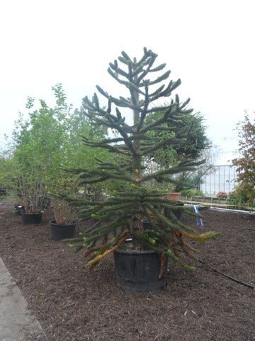  Apeboom (Araucaria Araucana)