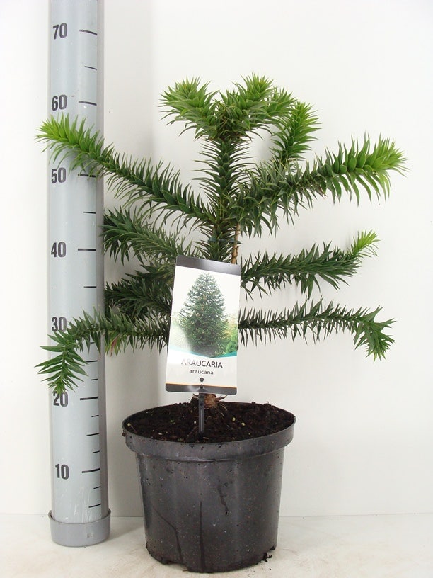  Apeboom (Araucaria Araucana)