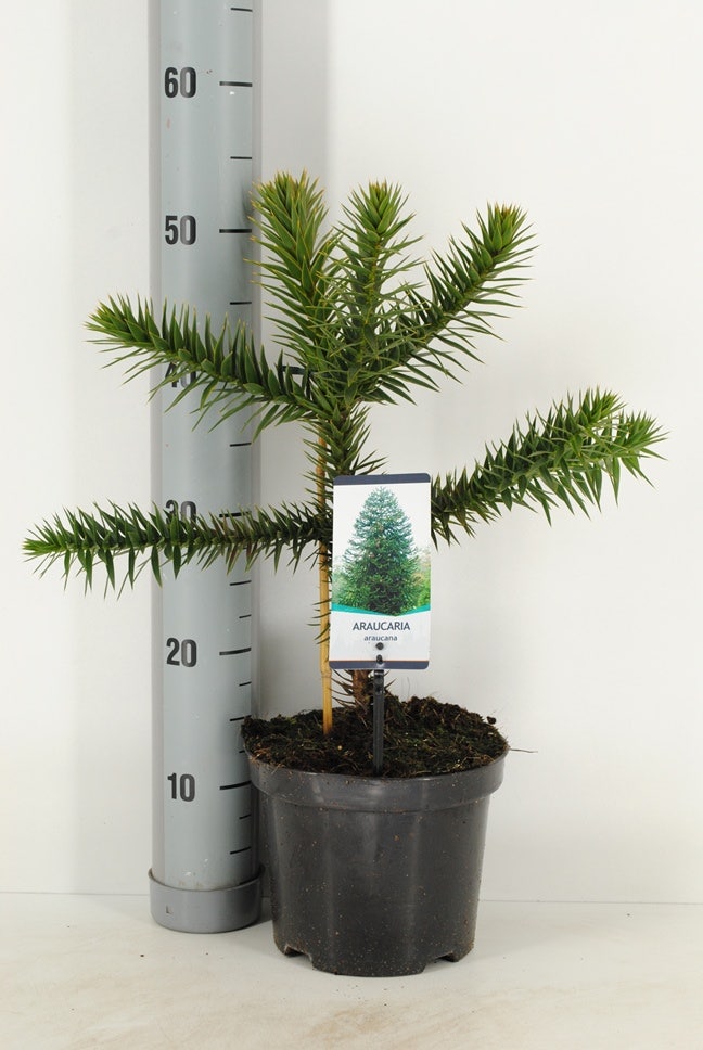  Apeboom (Araucaria Araucana)