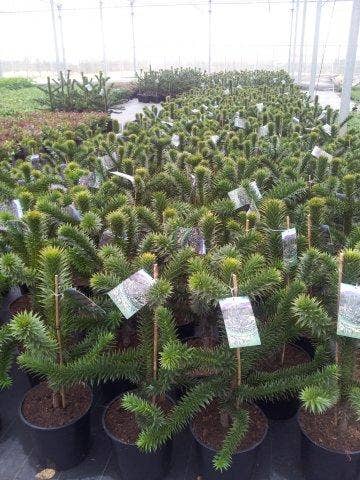  Apeboom (Araucaria Araucana)