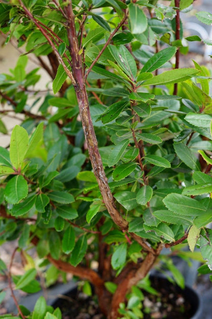  Aardbeiboom Als Struik (Arbutus Unedo)