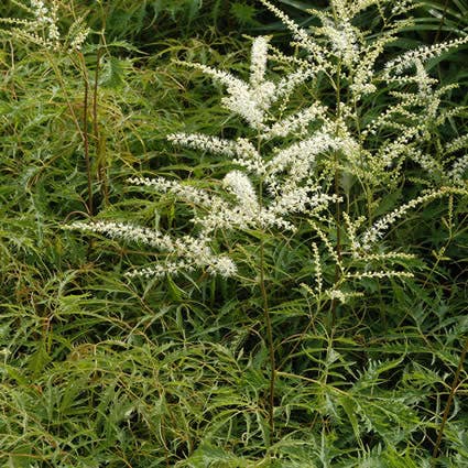  Geitebaard (Aruncus Dioicus 'Kneiffii')