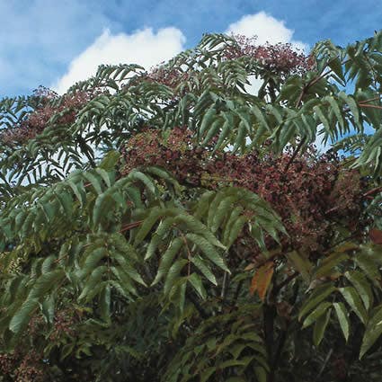  Duivelswandelstok (Aralia Elata)