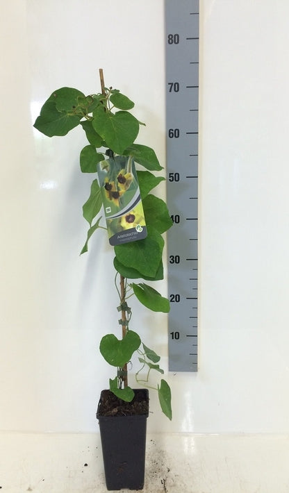  Duitse Pijp (Aristolochia Macropylla)