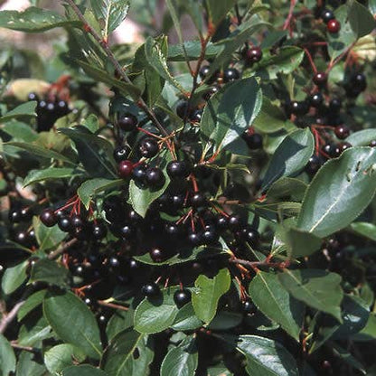  Appelbes (Aronia Melanocarpa)