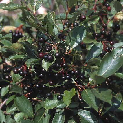 Appelbes (Aronia Melanocarpa)