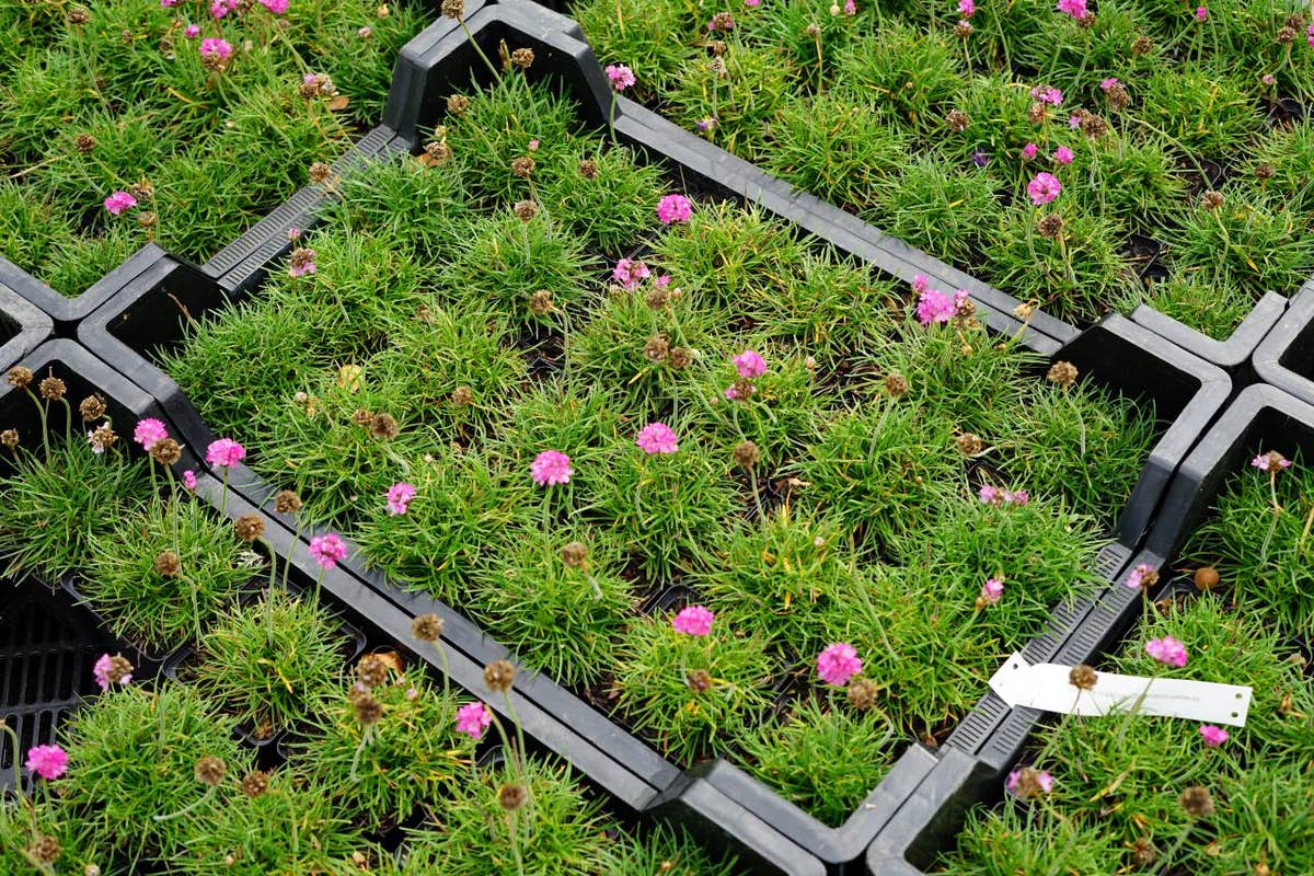  Engels Gras (Armeria Maritima 'Splendens Perfecta')