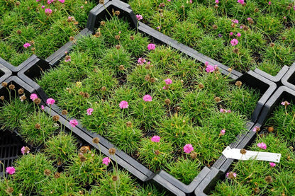  Engels Gras (Armeria Maritima 'Splendens Perfecta')