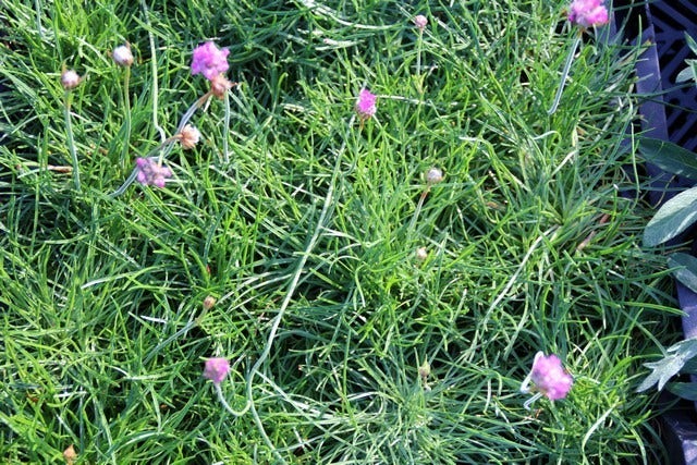  Engels Gras (Armeria Maritima 'Splendens')