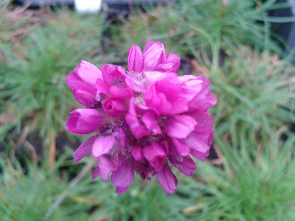  Engels Gras (Armeria Maritima 'Splendens')