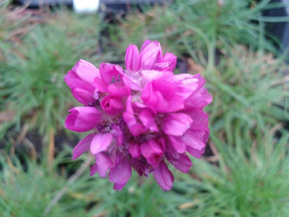  Engels Gras (Armeria Maritima 'Splendens')