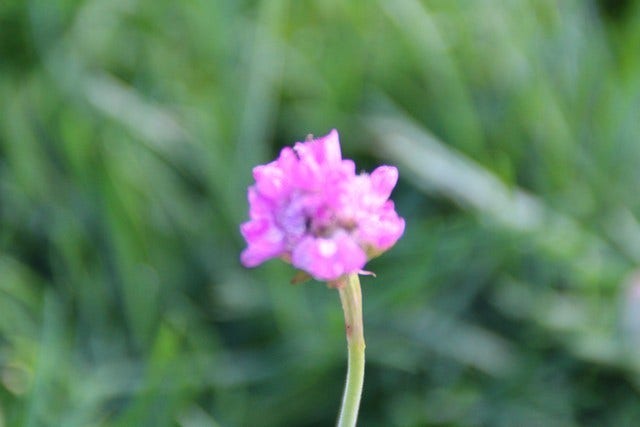  Engels Gras (Armeria Maritima 'Splendens')