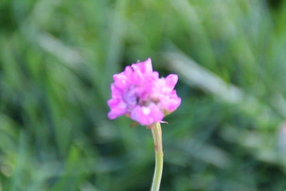  Engels Gras (Armeria Maritima 'Splendens')