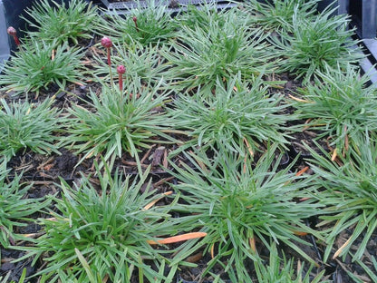  Engels Gras (Armeria Maritima 'Splendens')