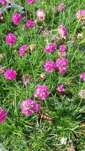  Engels Gras (Armeria Maritima 'Dusseldorfer Stolz')