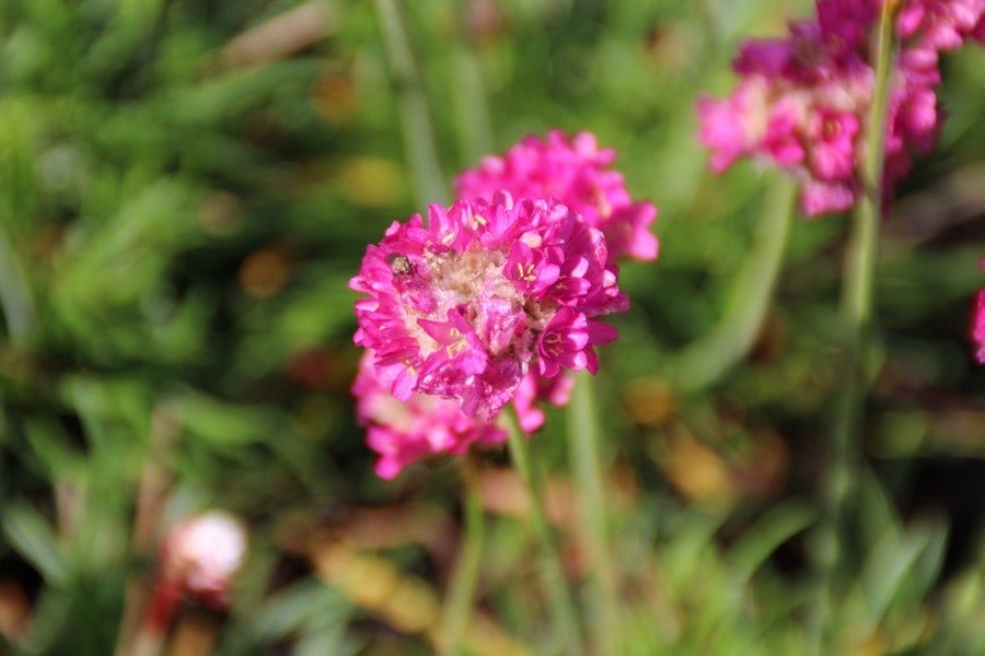  Engels Gras (Armeria Maritima 'Dusseldorfer Stolz')