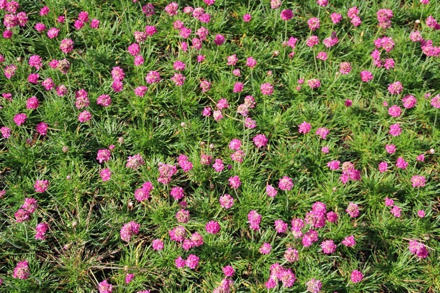  Engels Gras (Armeria Maritima 'Dusseldorfer Stolz')