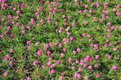  Engels Gras (Armeria Maritima 'Dusseldorfer Stolz')