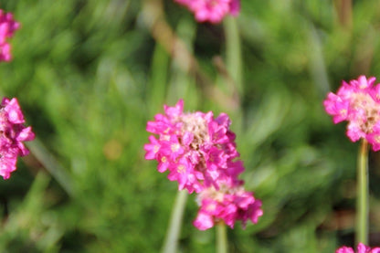  Engels Gras (Armeria Maritima 'Dusseldorfer Stolz')