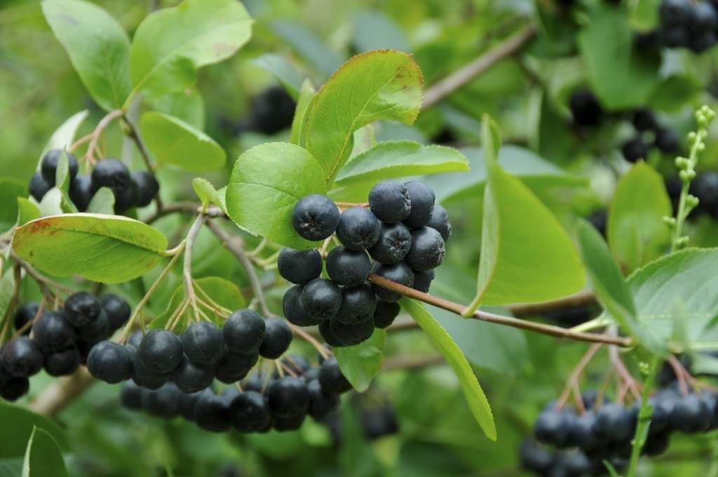 Appelbes (Aronia Melanocarpa)